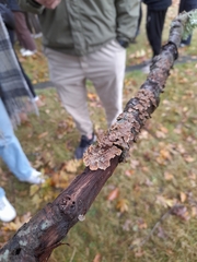 Melanelixia subaurifera