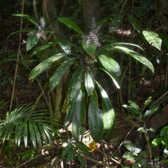 Cordyline cannifolia