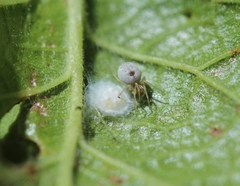 Nigma puella
