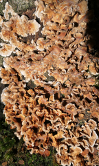 Stereum gausapatum
