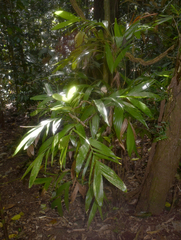 Linospadix microcaryus