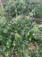 Capparicordis crotonoides