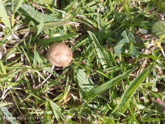 Conocybe tenera