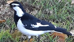 Grallina cyanoleuca