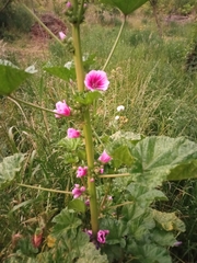 Malva arborea