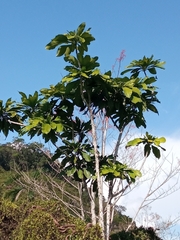 Artocarpus altilis