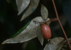 Elaeagnus triflora
