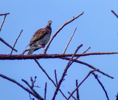 Patagioenas cayennensis