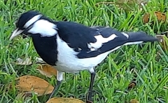 Grallina cyanoleuca