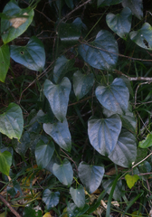 Cardiopteris moluccana