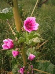 Malva arborea