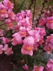 Antirrhinum