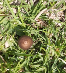 Conocybe tenera
