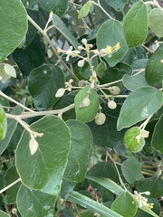 Capparicordis crotonoides