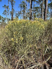 Euthamia leptocephala
