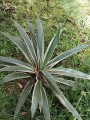 Agave angustifolia