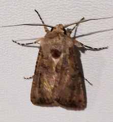 Noctuinae