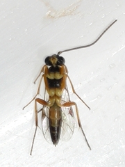 Diplazontinae