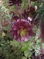 Aeonium