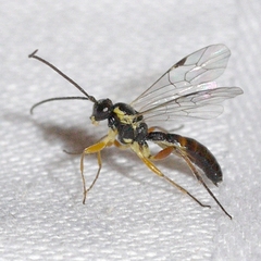 Diplazontinae
