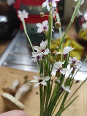 Sisyrinchium micranthum