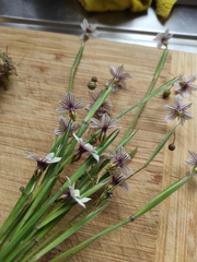 Sisyrinchium micranthum