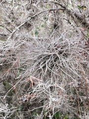 Tillandsia recurvata