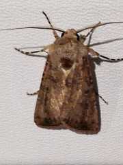 Noctuinae