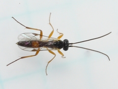 Diplazontinae