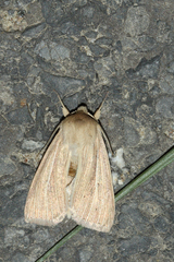 Mythimna pallens