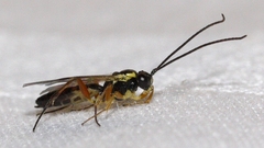 Diplazontinae