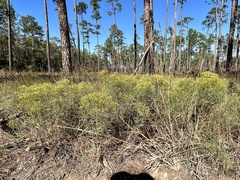 Euthamia leptocephala