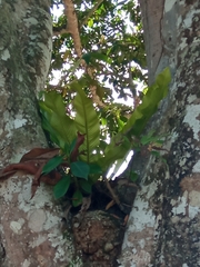 Niphidium crassifolium
