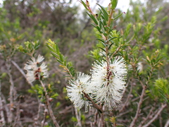Melaleuca lanceolata