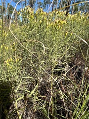 Euthamia leptocephala