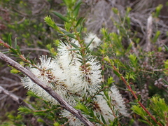 Melaleuca lanceolata