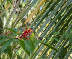 Leiothlypis peregrina