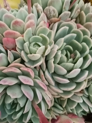 Echeveria elegans