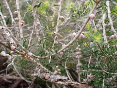 Melaleuca lanceolata