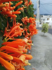 Pyrostegia