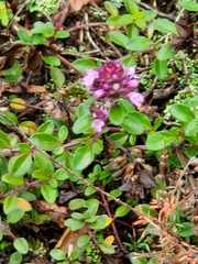 Thymus pulegioides