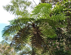 Cyatheales