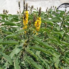 Senna