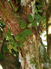 Codonanthopsis