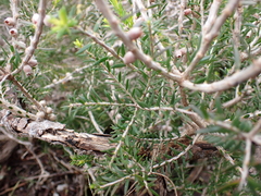 Melaleuca lanceolata