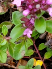 Thymus pulegioides