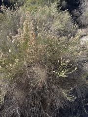 Baccharis sarothroides