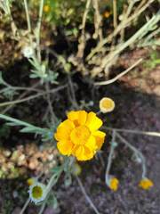 Baileya multiradiata