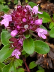 Thymus pulegioides