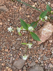 Gomphrenoideae